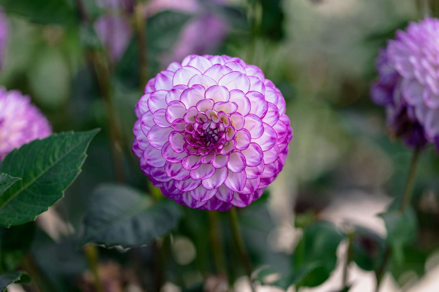 Dahlie 'Dreaming Maid'